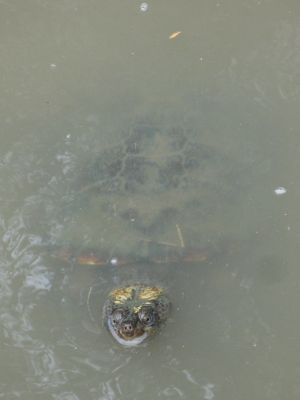 l0372.JPG