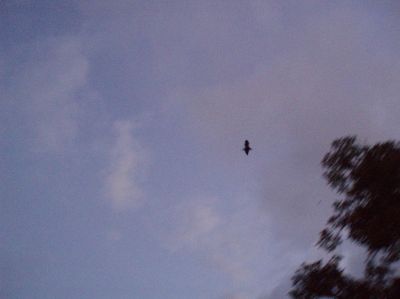 t0060.JPG